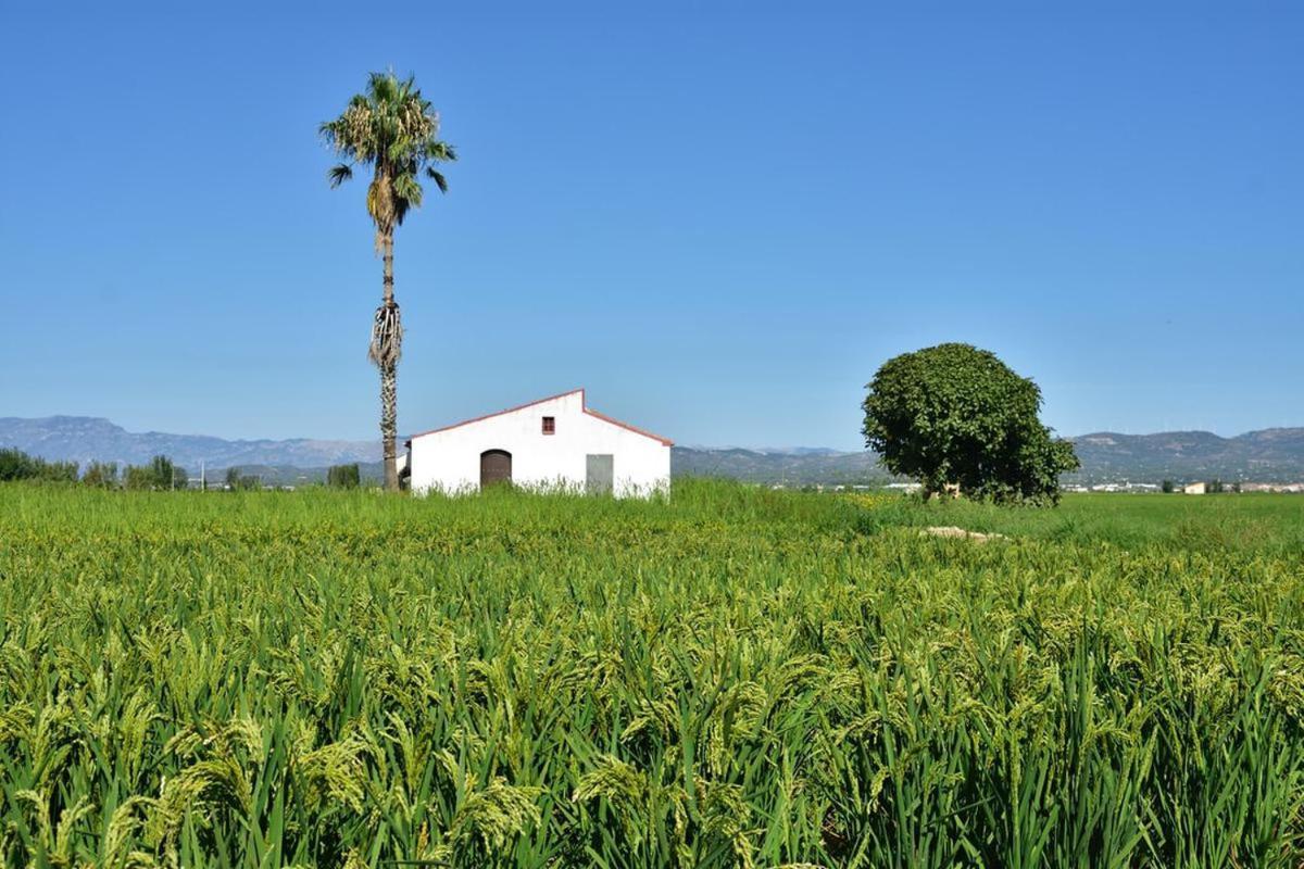 Apartamento Delta Del Ebro Amposta Exteriör bild